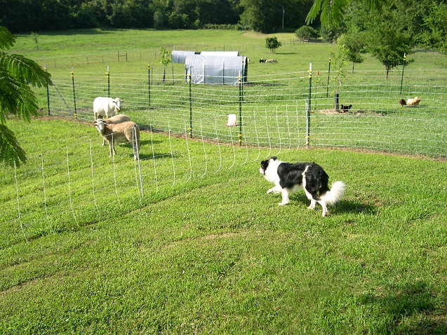 Lance on wethers3 8 July 2017.JPG