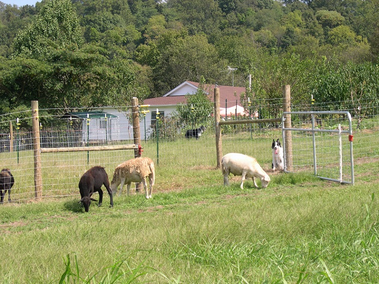 Lance wishing that fence was not there.JPG