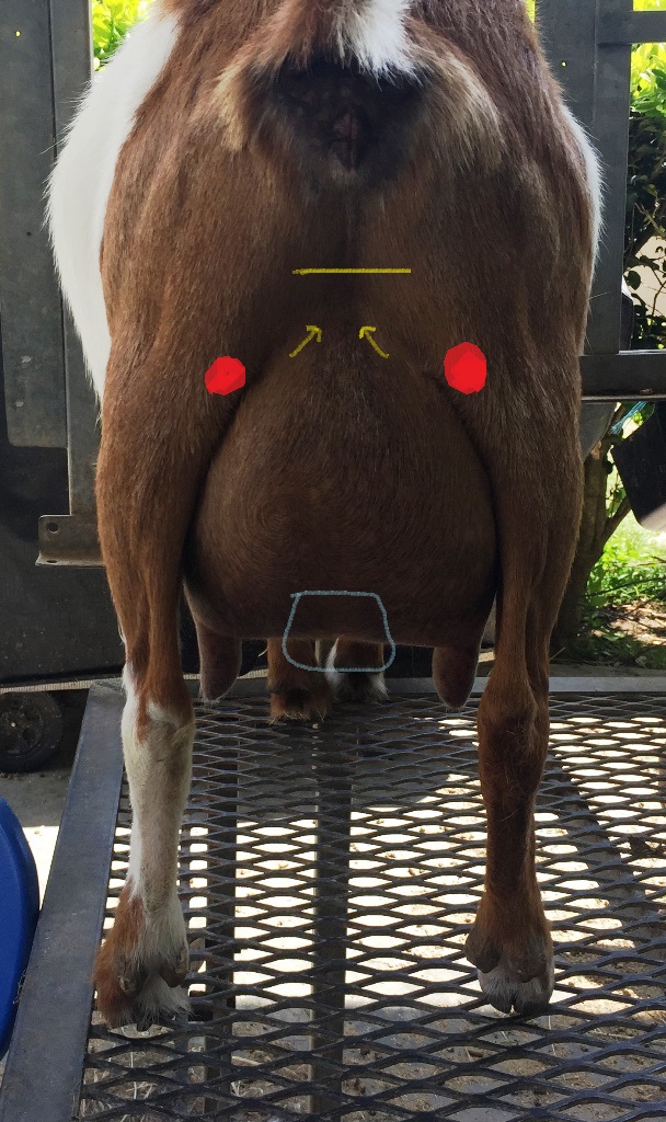 Leah's 3rd freshening udder overnight fill  (1) - Copy.JPG