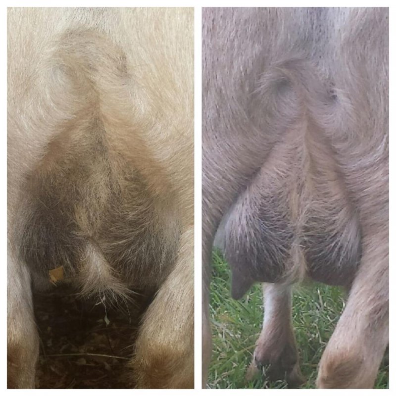 lilli udder 2pm vs 8pm.jpg