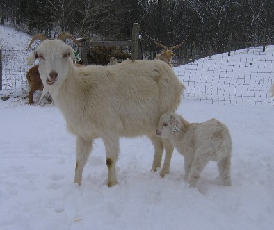 lilly in snow.jpg