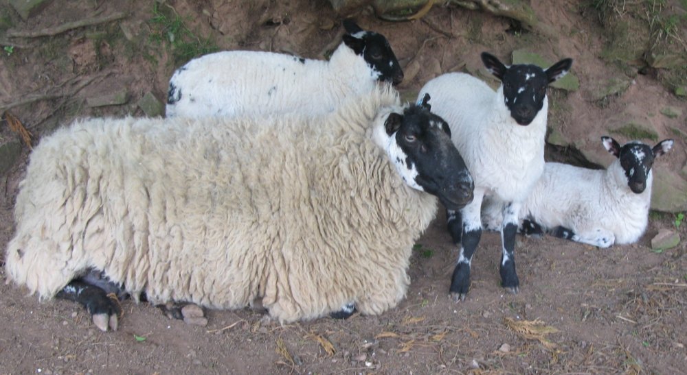 Long and lambs.jpg