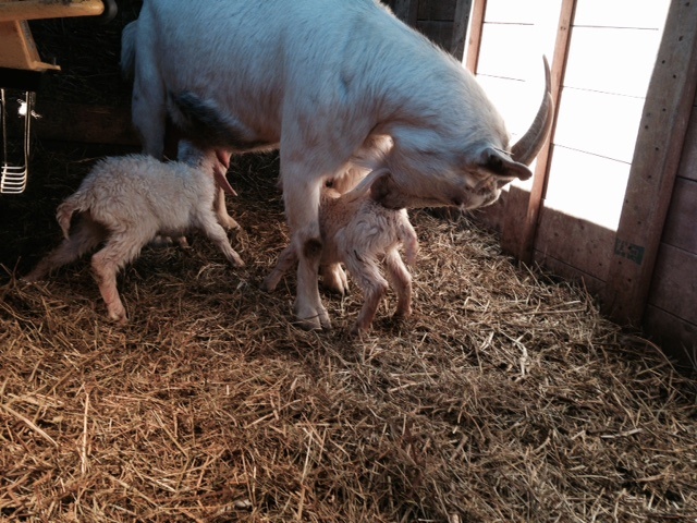 mabel with babies.jpg