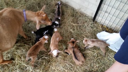 Maggie with kids-just hours old-6-25-2015.jpg