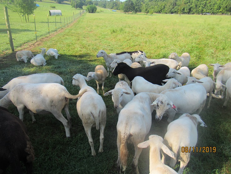 Main herd 11 Aug 2019.JPG