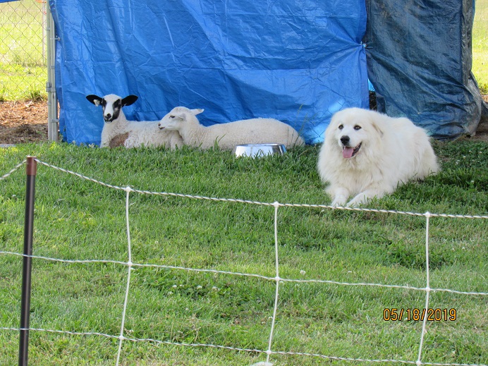 Maisy and bottle lambs 18 May 2019.JPG