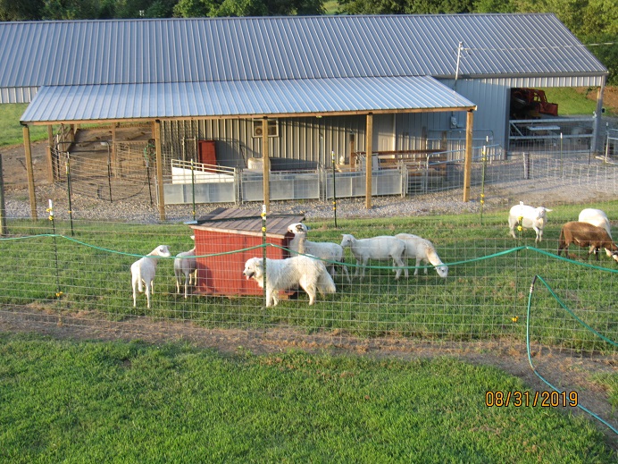 Maisy and her boys 31 Aug 2019.JPG