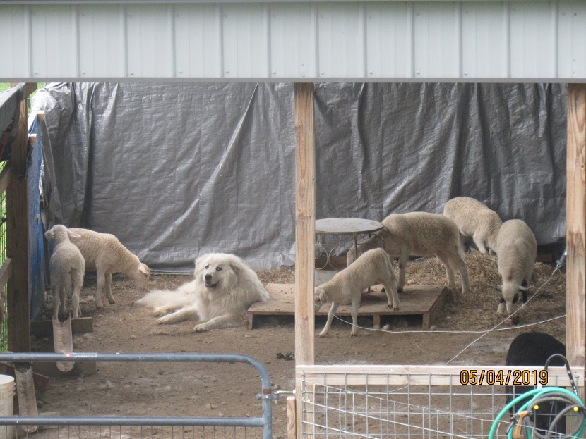 Maisy and lambs 4 May 2019.JPG