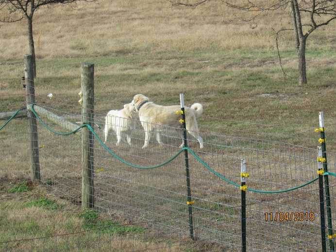 Maisy and Mel playing 4 Nov 2019.JPG