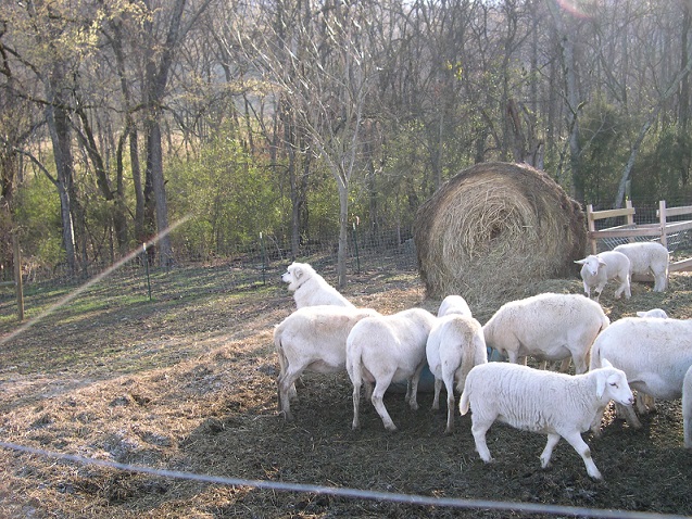 Maisy and sheep at the feeder.JPG