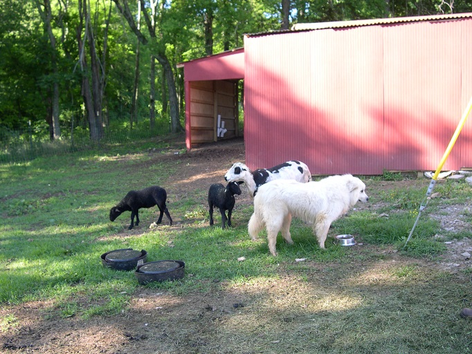 Maisy and the spotted ewe.JPG