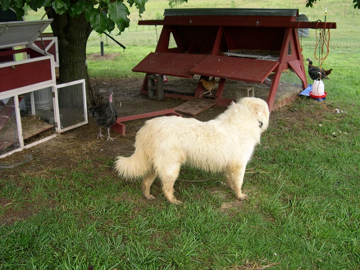 Maisy and turkey.JPG