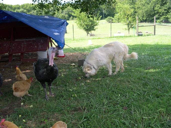 Maisy checking out the veggie scraps.JPG