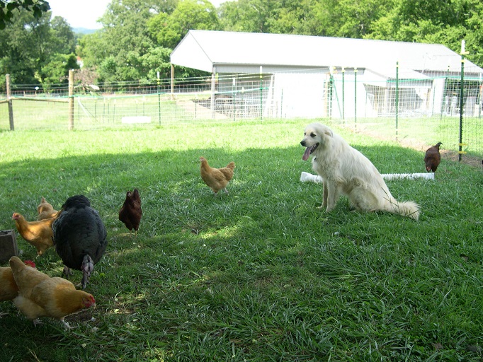 Maisy & poultry.JPG