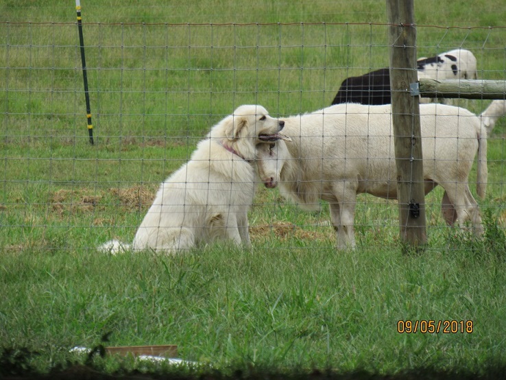 Maisy & Ringo1 5 Sep 2018.JPG