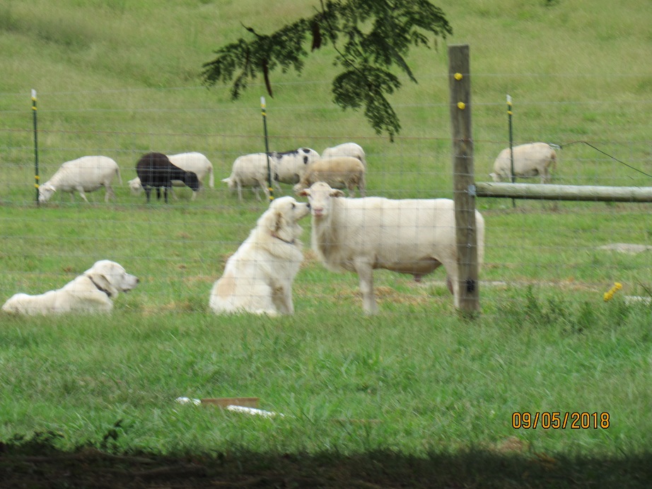 Maisy & Ringo5 5 Sep 2018.JPG