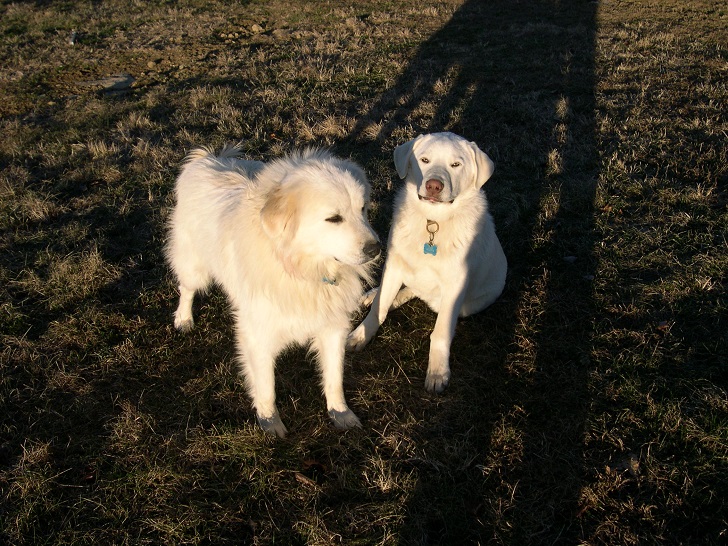 Maisy & Thor 1 Jan 2017.JPG