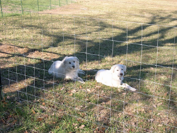 Maisy & Thor 11 Dec 2014.JPG