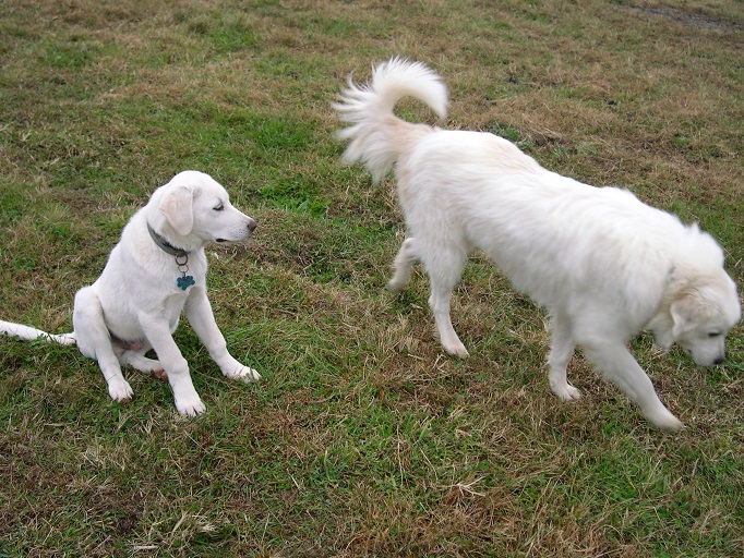 Maisy & Thor3 1 Nov 2017.JPG