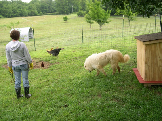 Maisy Turkeys hunting the rope snake.JPG