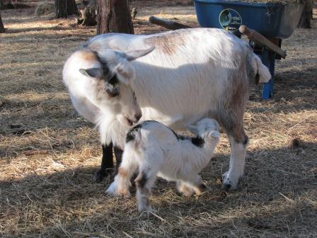 Mama goat 3.jpg