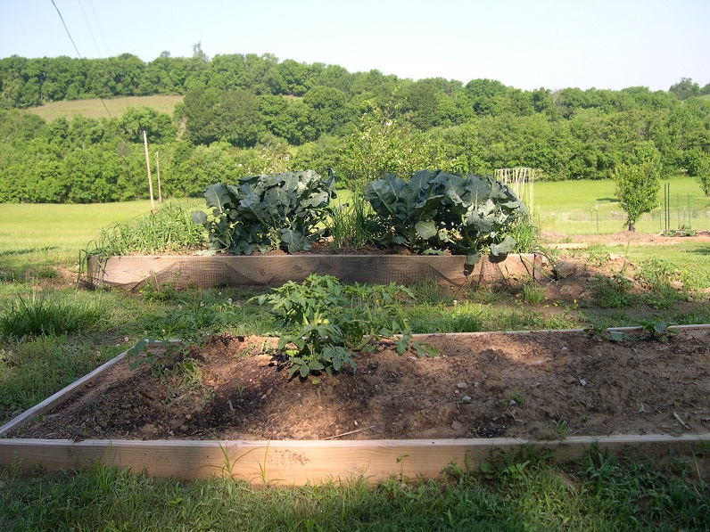 Maters and broccoli 10 May 2017.JPG