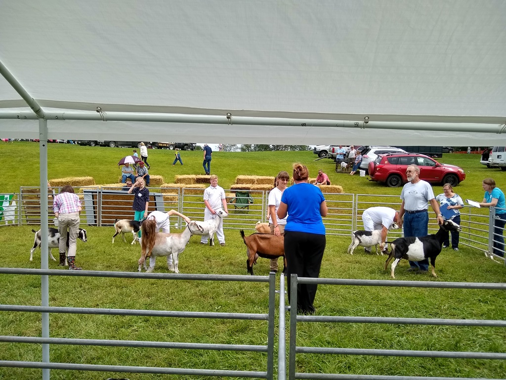 MDGA Show Floyd VA Best Udder in show line up (66).jpg