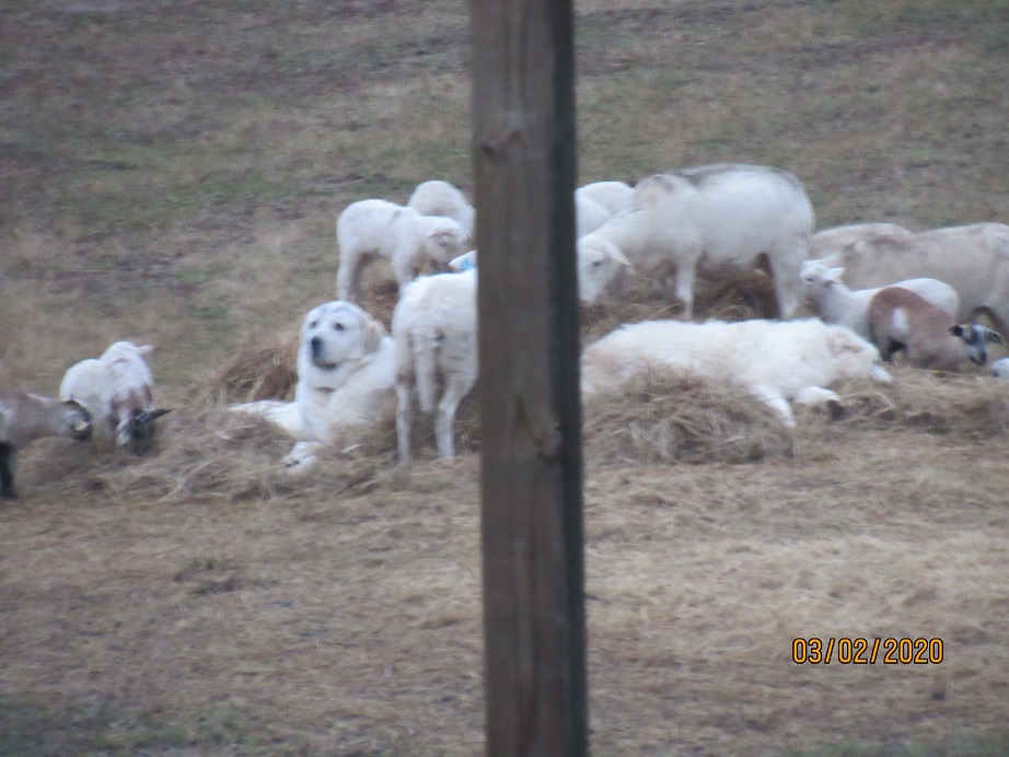 Mel and Maisy with lambs 2 Mar 2020.JPG