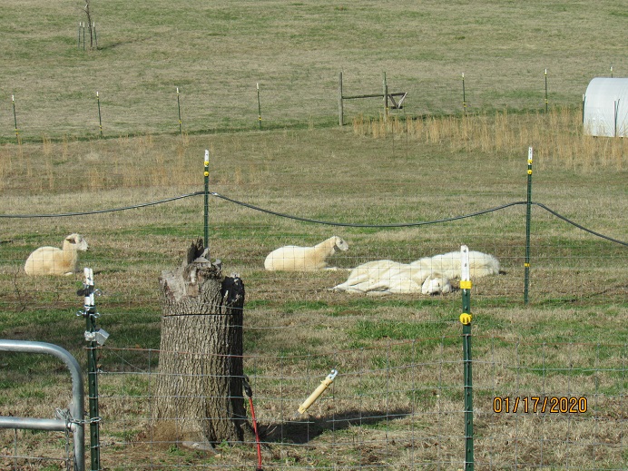 Mel Maisy and lambs.JPG