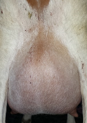 Mellow udder.png