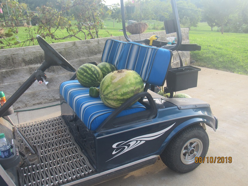 Melons done 10 Aug 2019.JPG