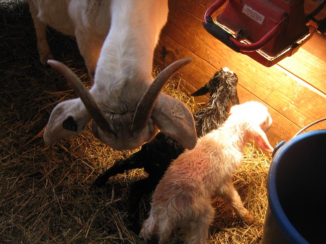 mom and babies overhead.jpg