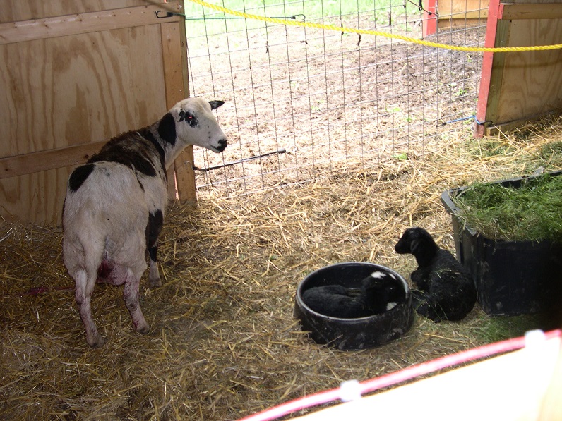 Mommasan 14 & 15 ewe lambs.JPG