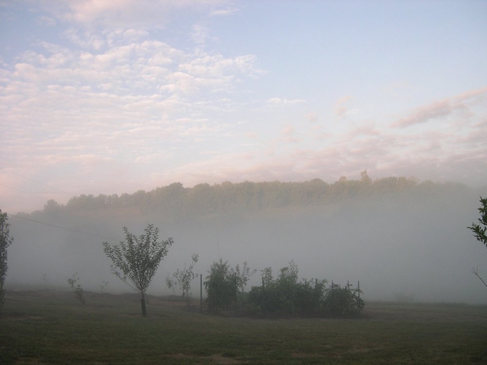 Morning cloud over the garden.JPG