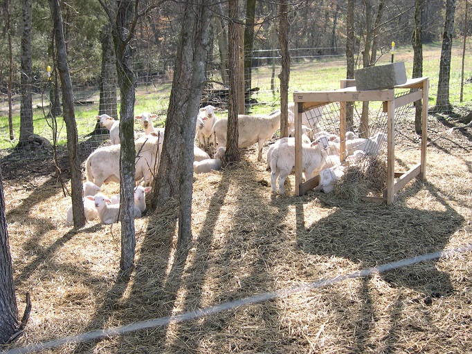 Morning sheep siesta.JPG