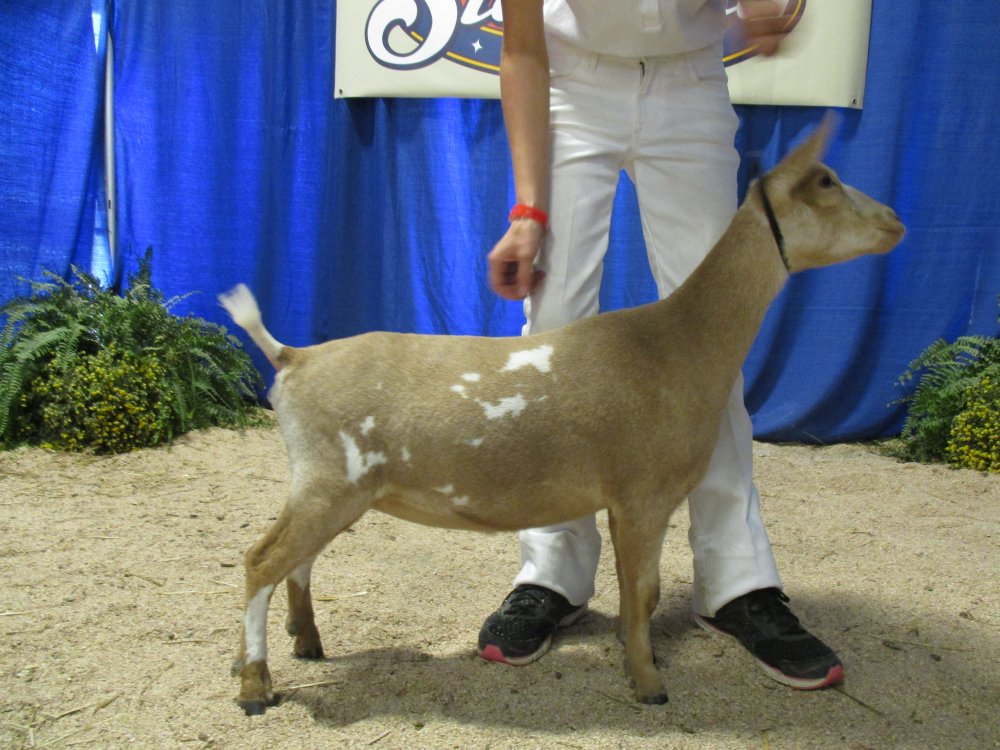 NC State Fair Octonber 2016 (9).JPG