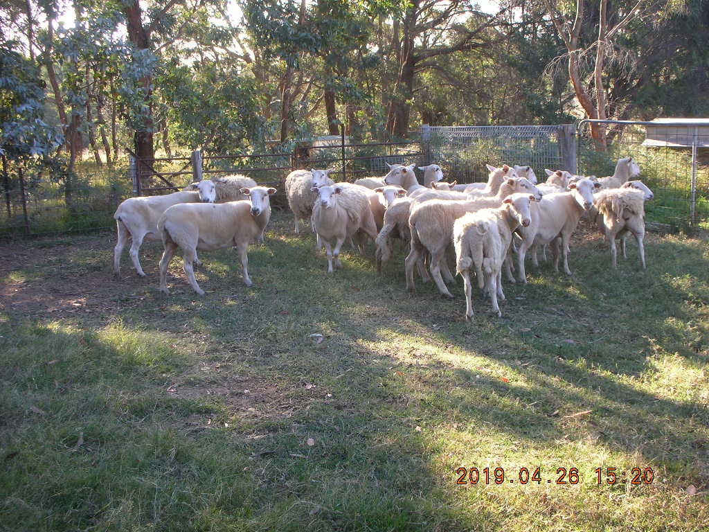 new ewes 002.JPG