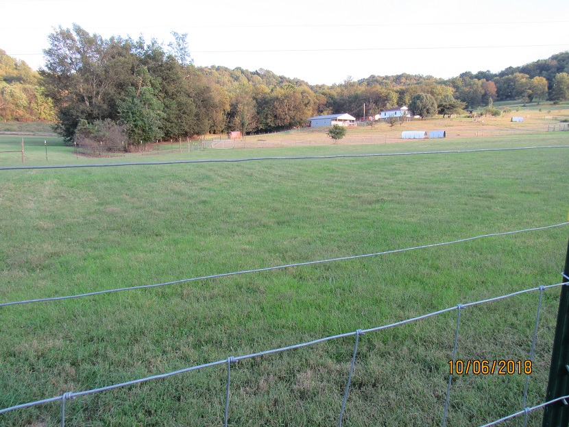 New grass Fescue 6 Oct 2018.JPG