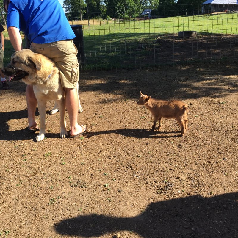 Not Leo LGD headed to new home-June 19,2016 027 (1).JPG