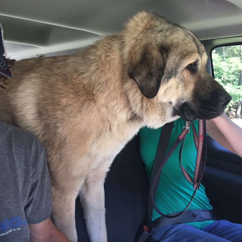 Not Leo LGD headed to new home-June 19,2016 027 (2).JPG