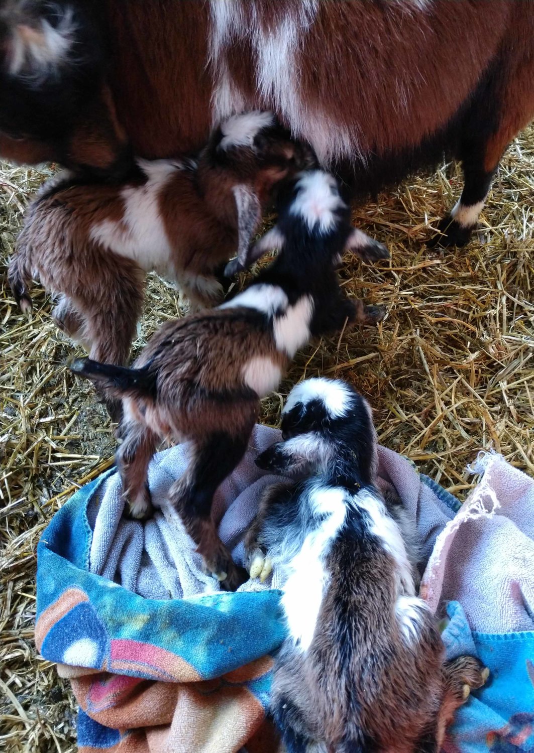 Obie's 2018 triplets-4-6-2018-crop.jpg