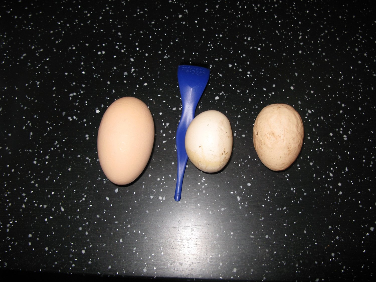 odd eggs.jpg