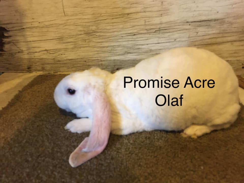 Olaf6w.jpg