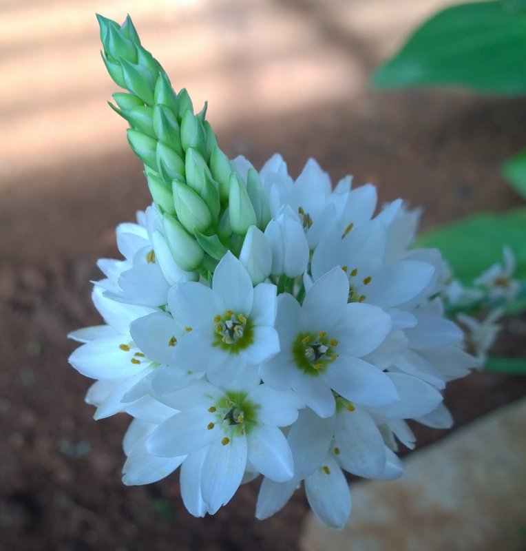 Ornithogalum thyrsoides.jpg