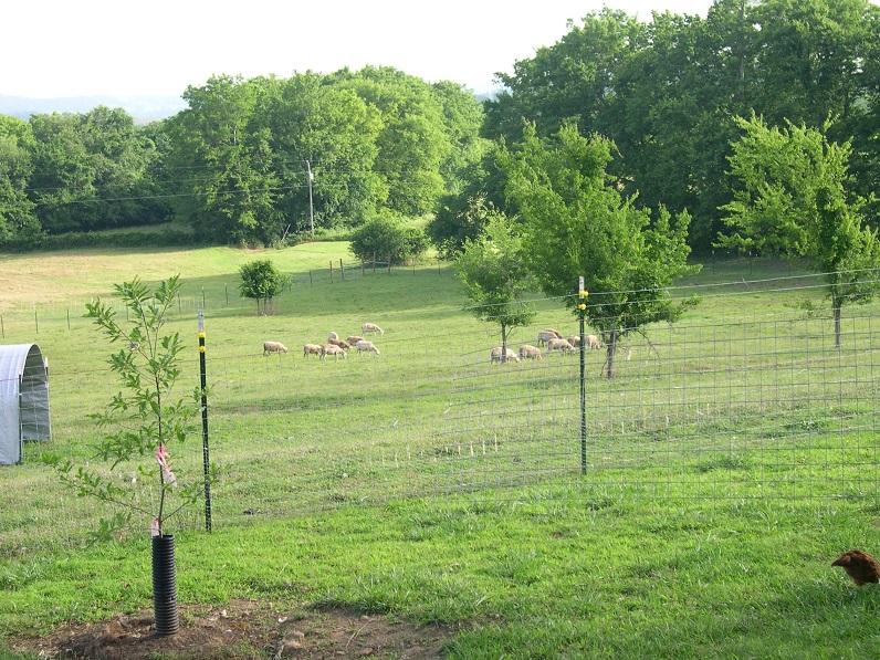 Peacefully grazing 4 June 2017.JPG