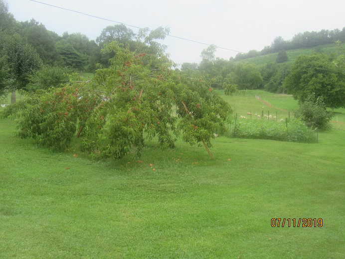 Peach tree 11 July 2019.JPG