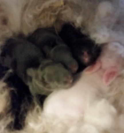 Peanut- kits-1 week old-2-19-2015.jpg