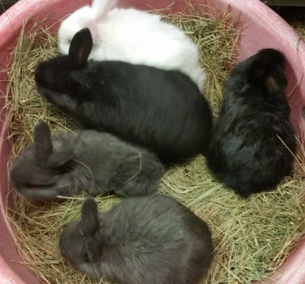 Peanut's litter-3-14-2015.jpg