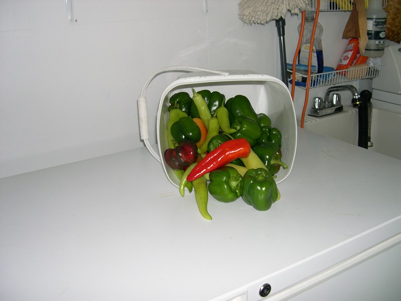 Peppers 15 Oct 2017.JPG