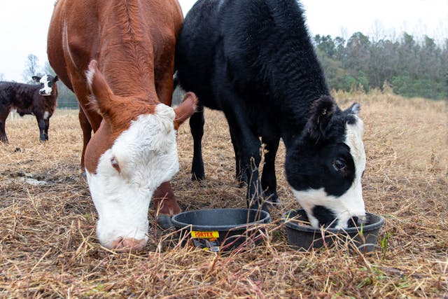 pexels-nc-farm-bureau-mark-2602823.jpg